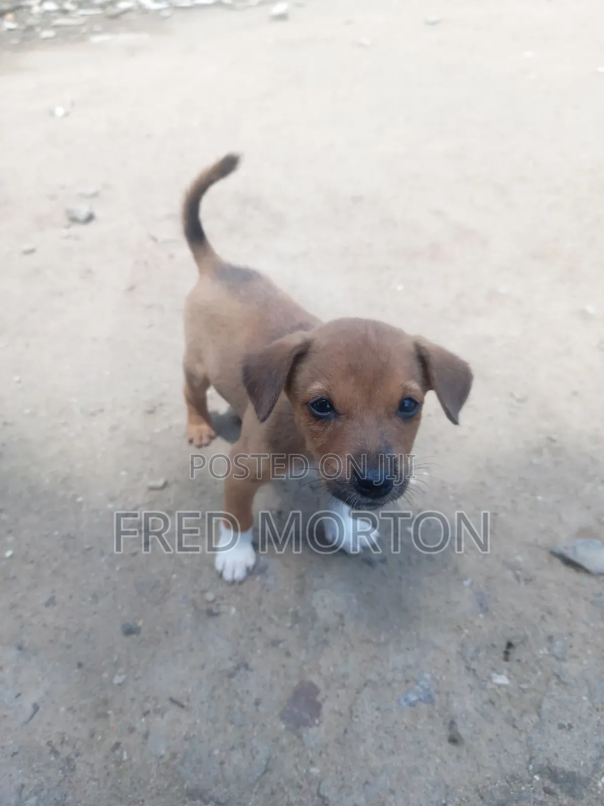 1-3 months Male Mixed Breed Basenji