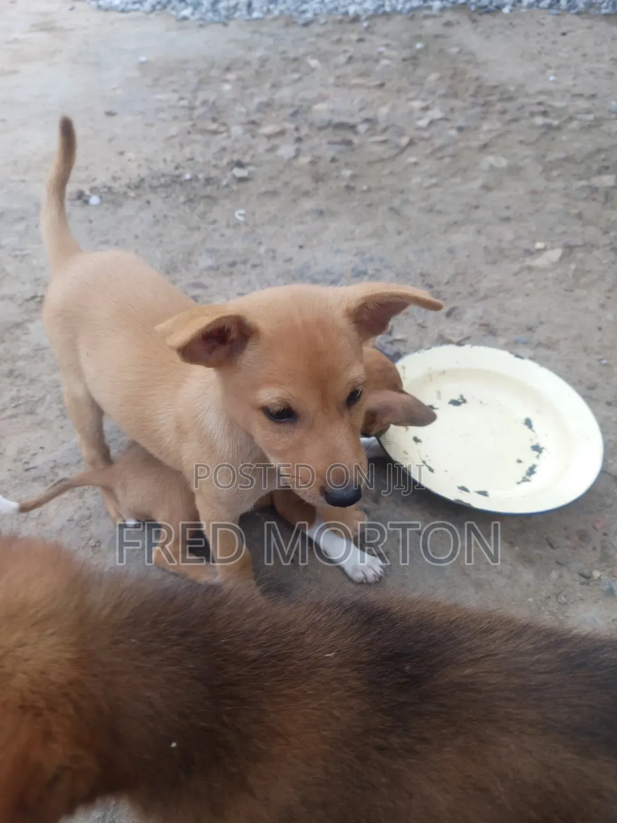 1-3 months Male Mixed Breed Basenji