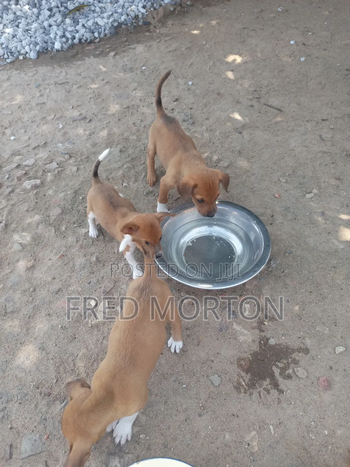 1-3 months Male Mixed Breed Basenji