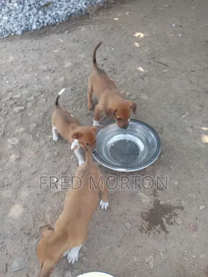 1-3 months Male Mixed Breed Basenji