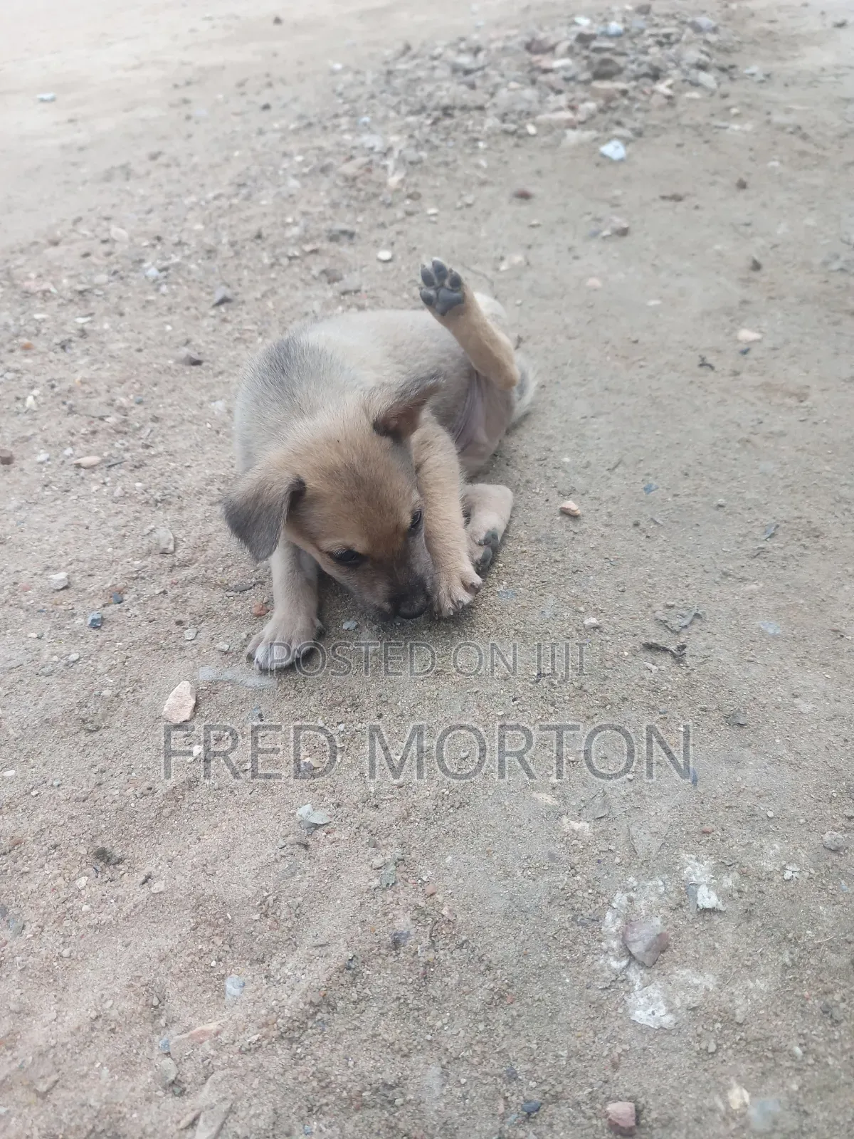 1-3 months Male Mixed Breed Basenji