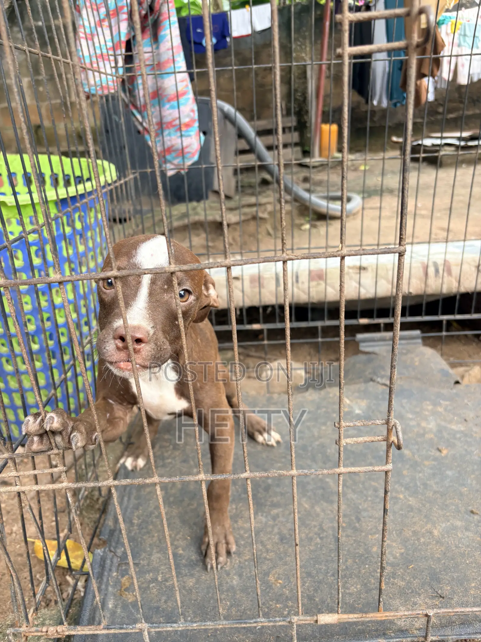 1-3 months Male Purebred American Pit Bull Terrier