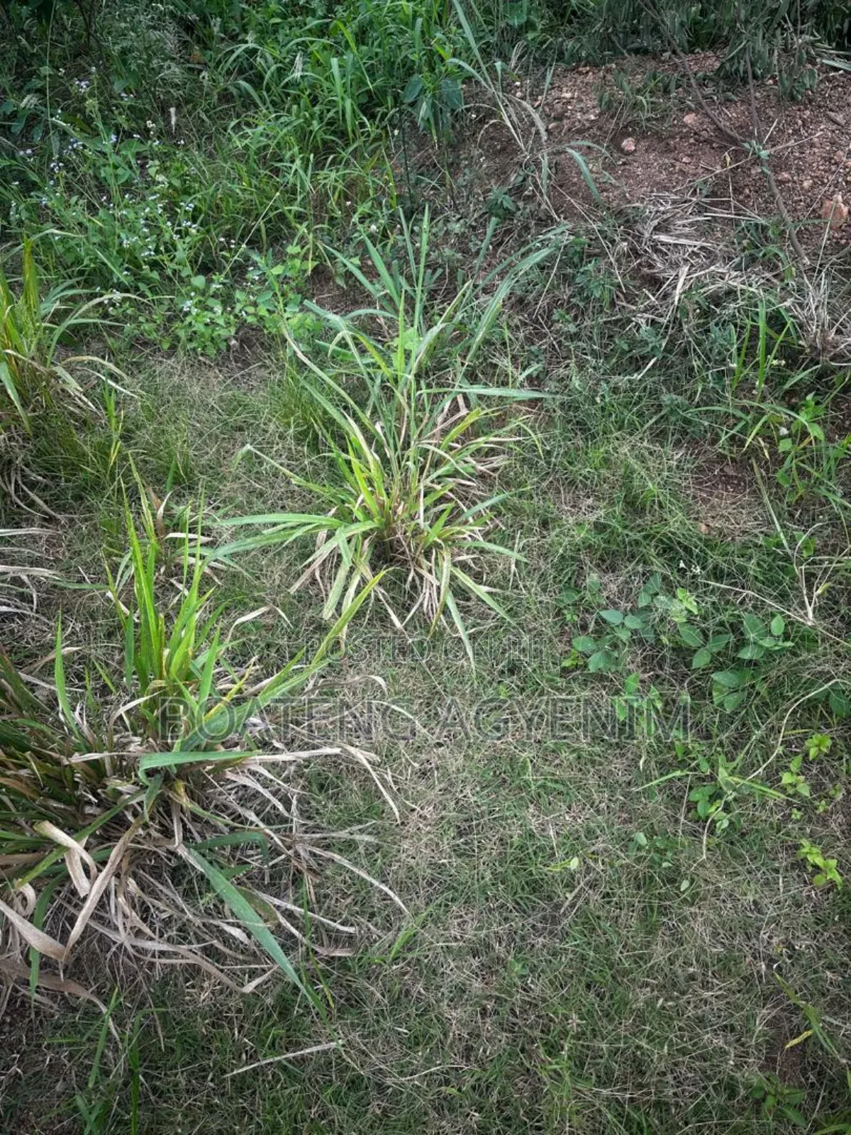 Half Plot for Sale at Asonomaso Nkwanta SAFO