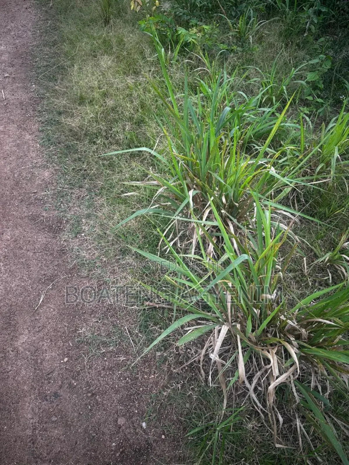 Full Plot for Sale at Asonomaso Nkwanta SAFO