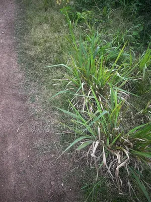 Full Plot for Sale at Asonomaso Nkwanta SAFO