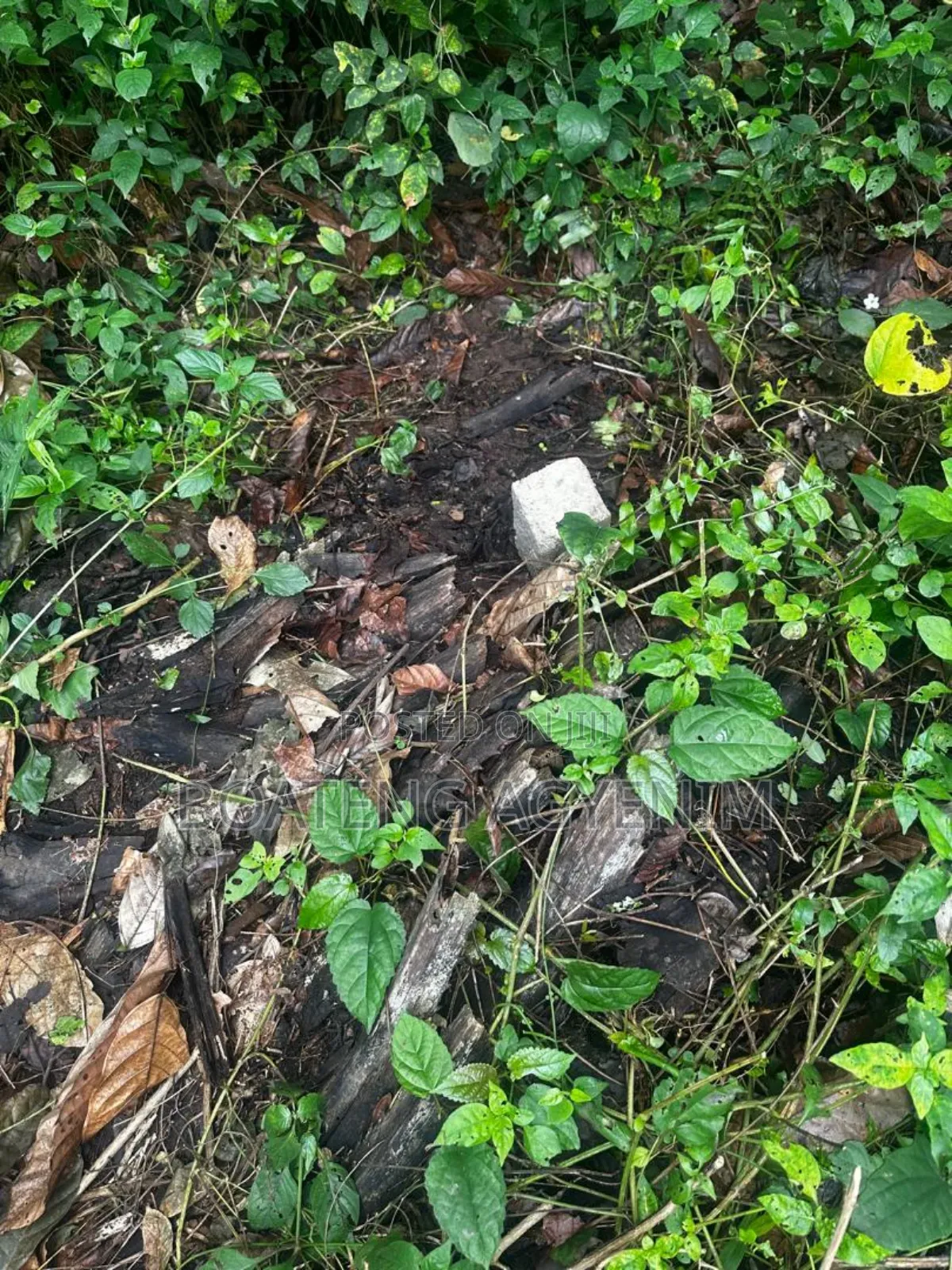 Half Plot for Sale at Asonomaso Nkwanta SAFO