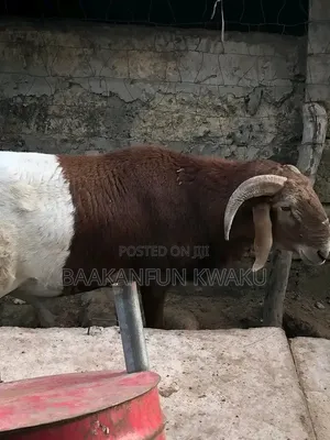 Sheep Is for Sale