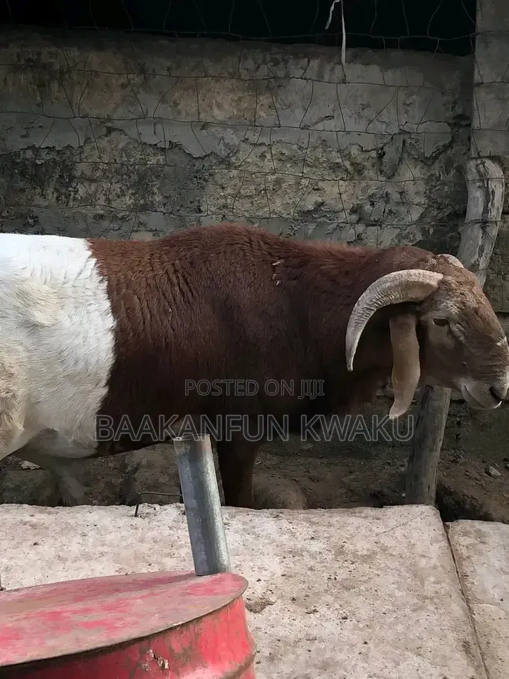 Sheep Is for Sale