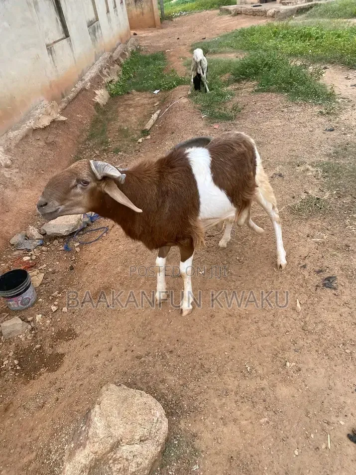 Sheep Is for Sale