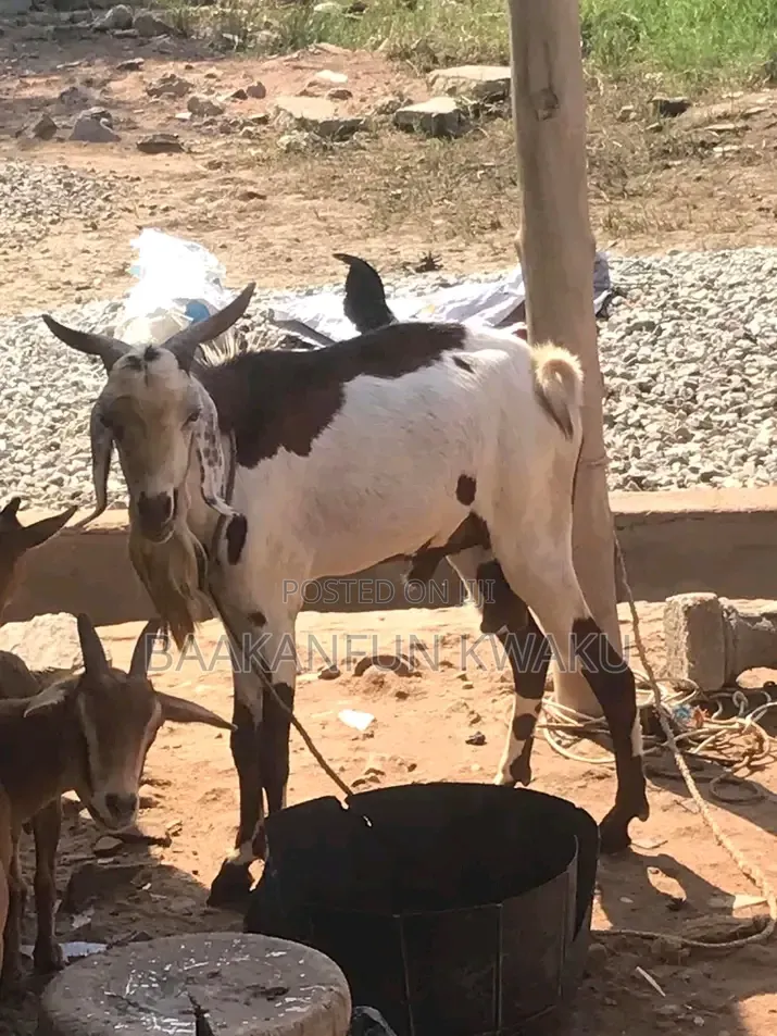 Goat Is for Sale