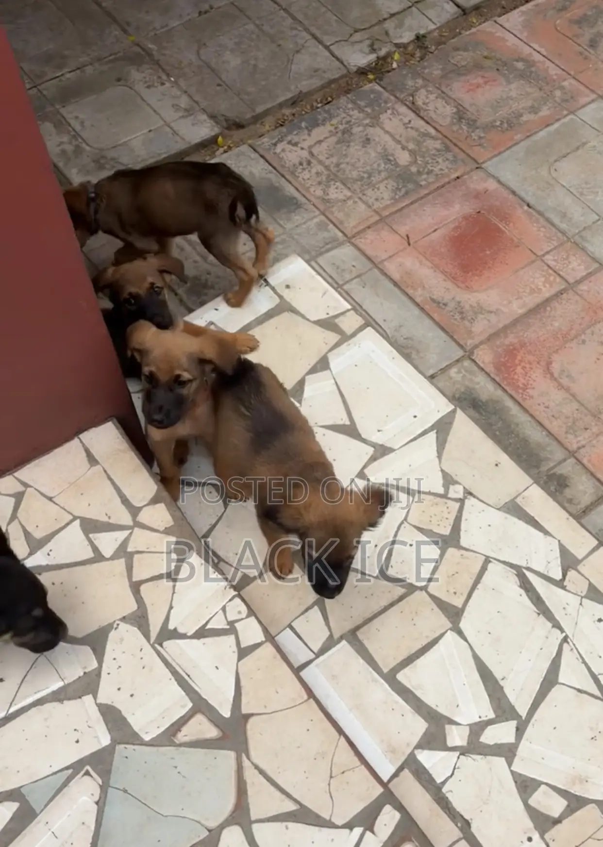 1-3 months Male Mixed Breed German Shepherd