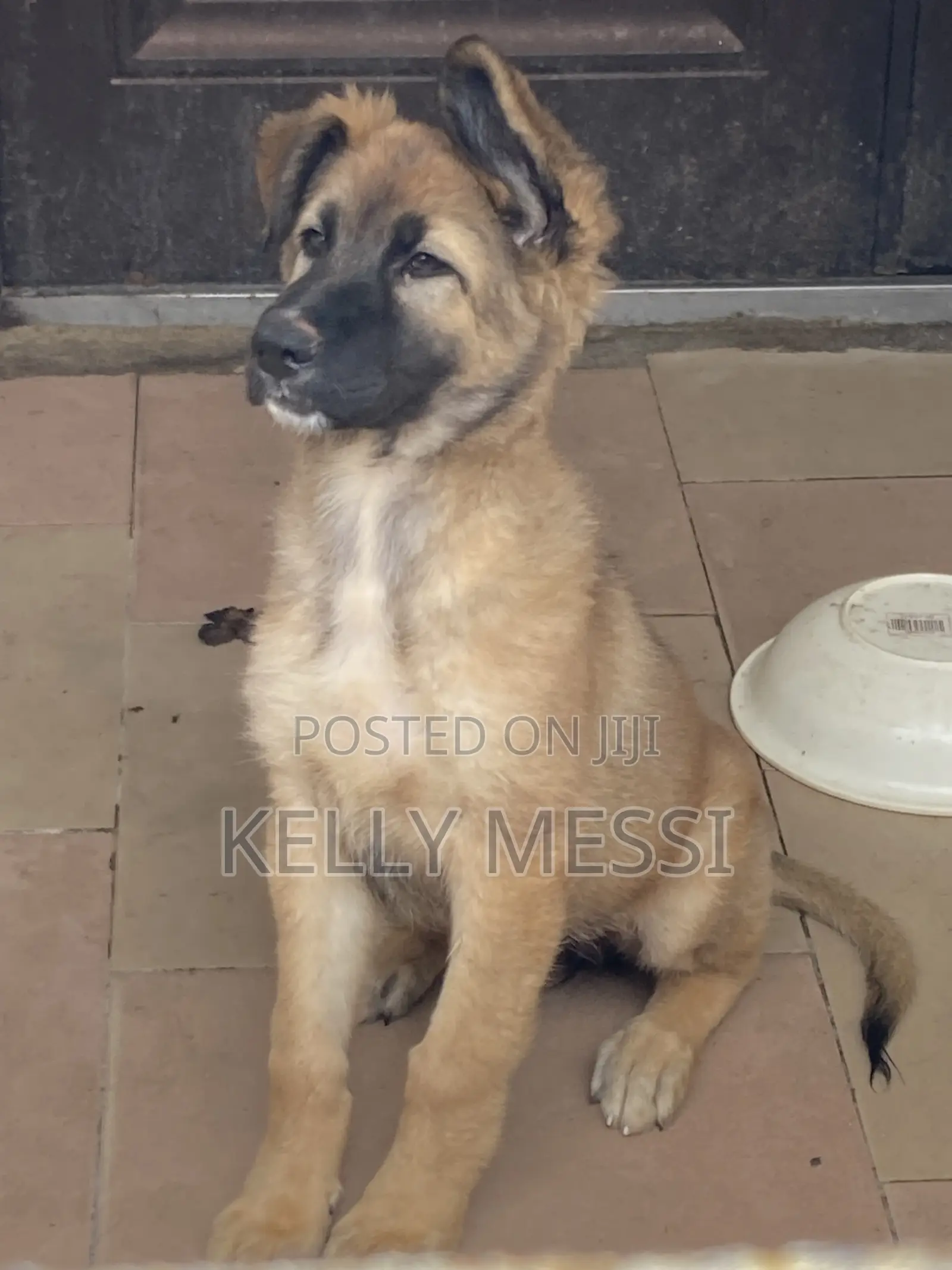 1-3 months Female Purebred German Shepherd