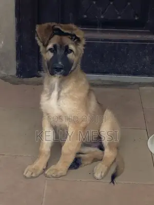 1-3 months Female Purebred German Shepherd