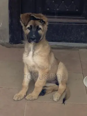 1-3 months Female Purebred German Shepherd