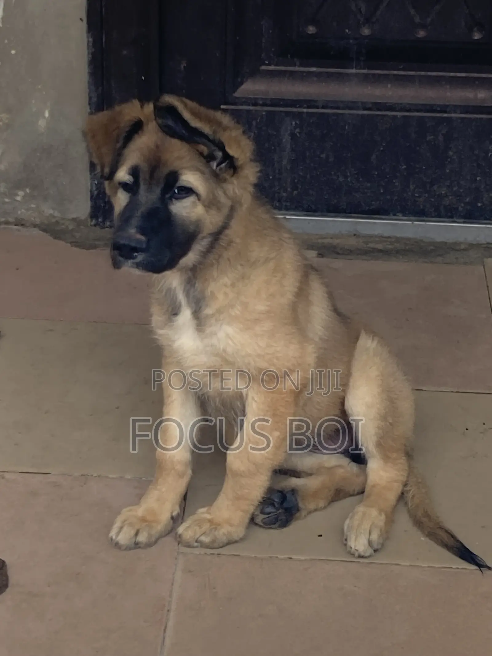 1-3 months Female Purebred German Shepherd