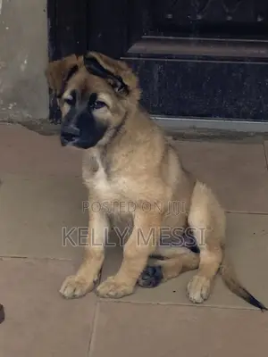 1-3 months Female Purebred German Shepherd