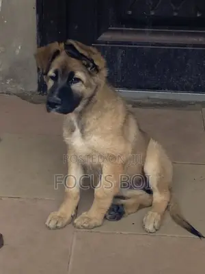 1-3 months Female Purebred German Shepherd