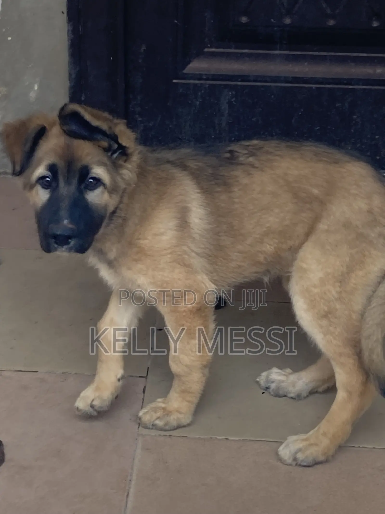1-3 months Female Purebred German Shepherd