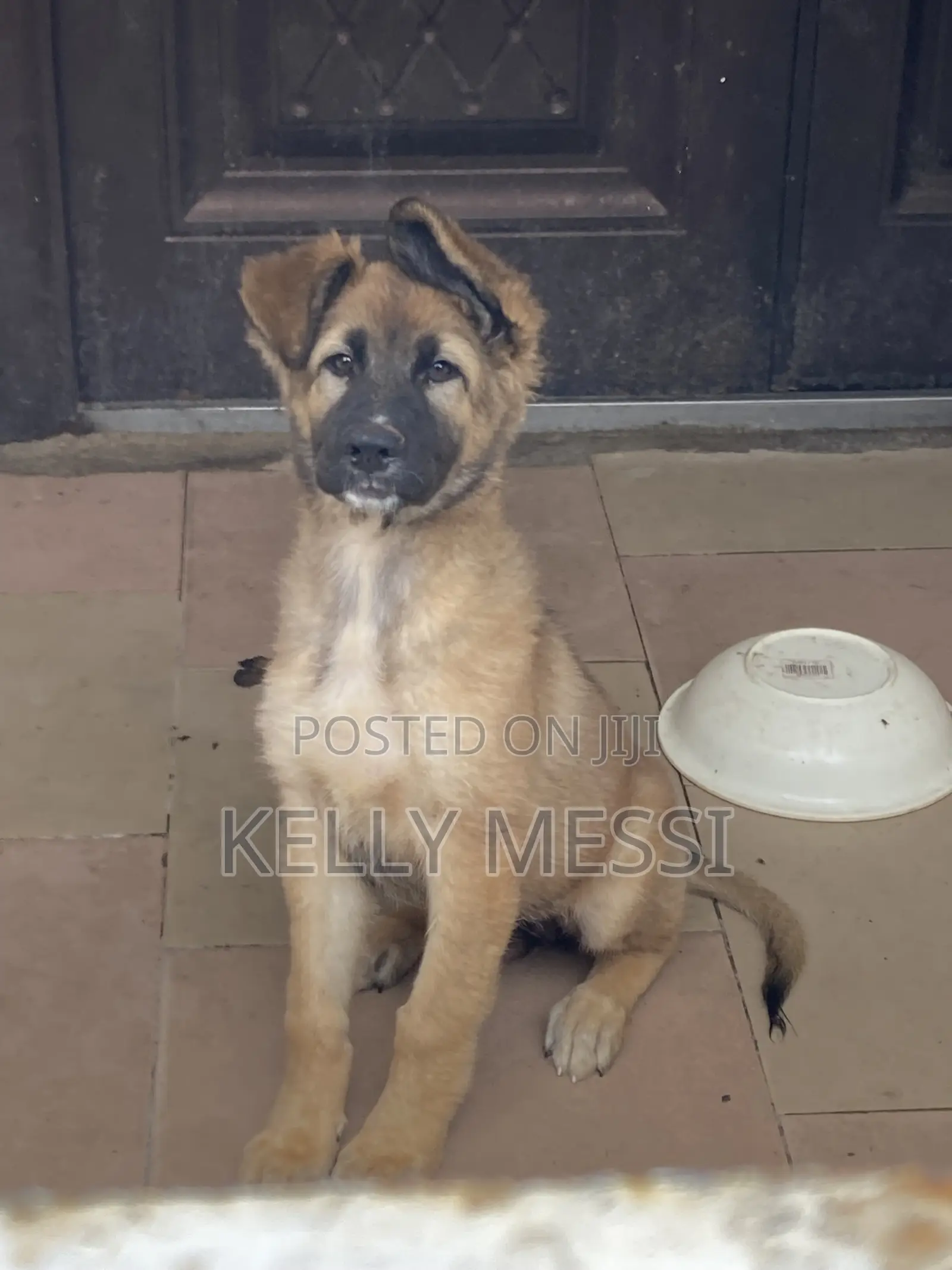 1-3 months Female Purebred German Shepherd