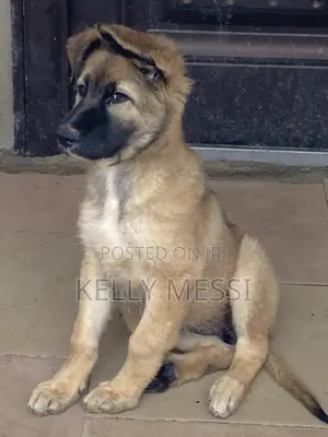 1-3 months Female Purebred German Shepherd