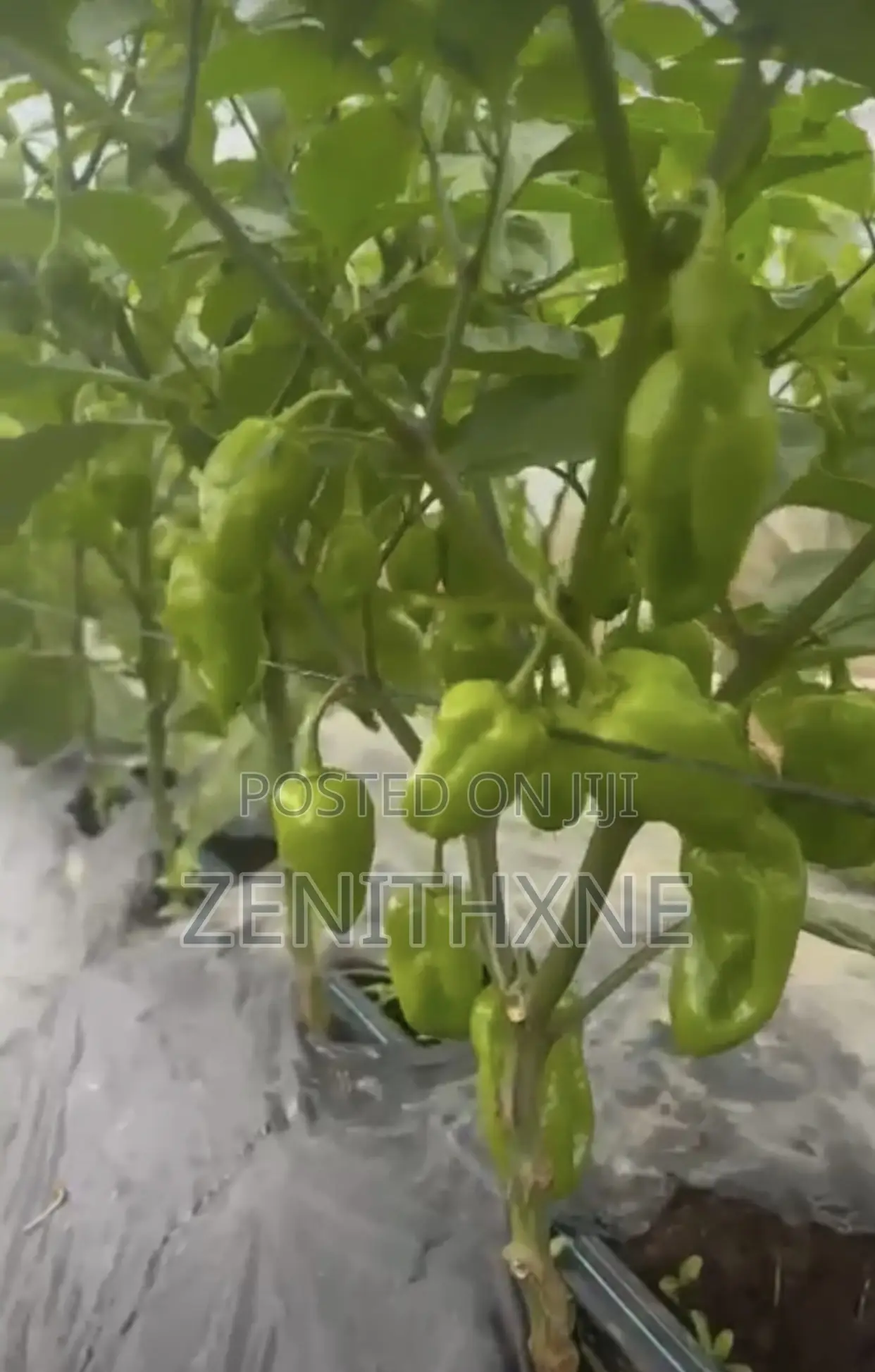 Habanero Pro Consult