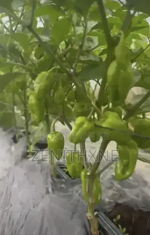 Habanero Pro Consult