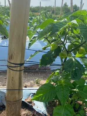 Habanero Pro Consult