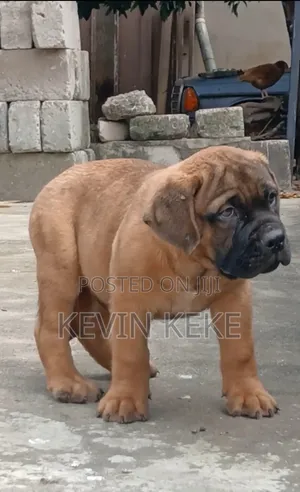 3-6 months Female Purebred Bullmastiff