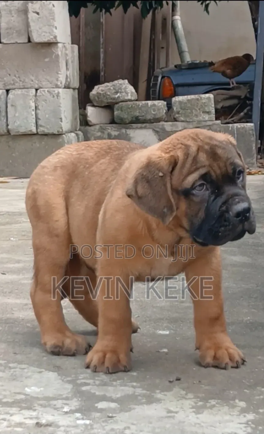 3-6 months Female Purebred Bullmastiff
