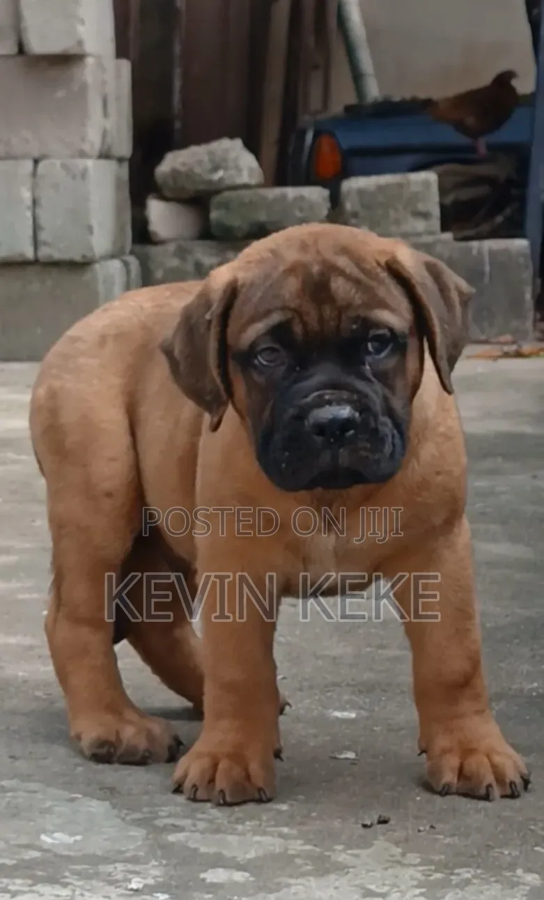 3-6 months Female Purebred Bullmastiff