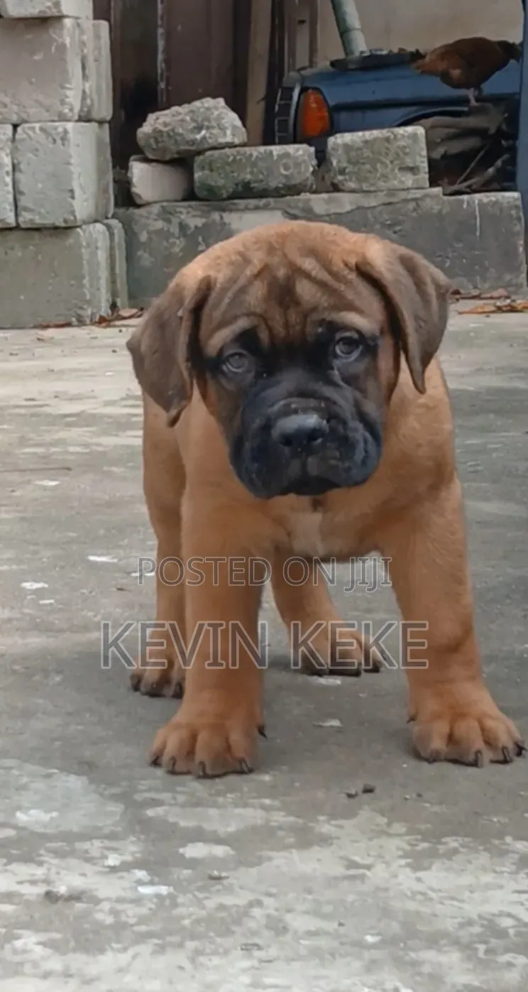 3-6 months Female Purebred Bullmastiff