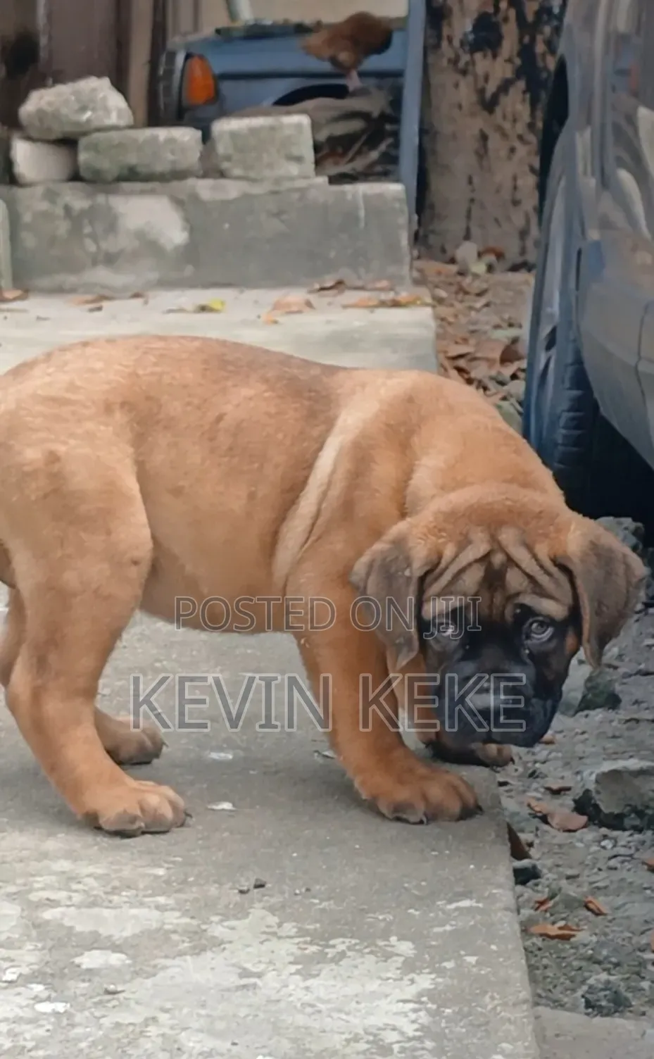 3-6 months Female Purebred Bullmastiff