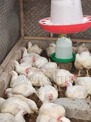Hubbard Efficiency Plus Broiler (EFF+)