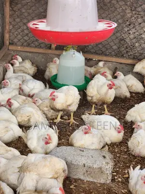 Hubbard Efficiency Plus Broiler (EFF+)
