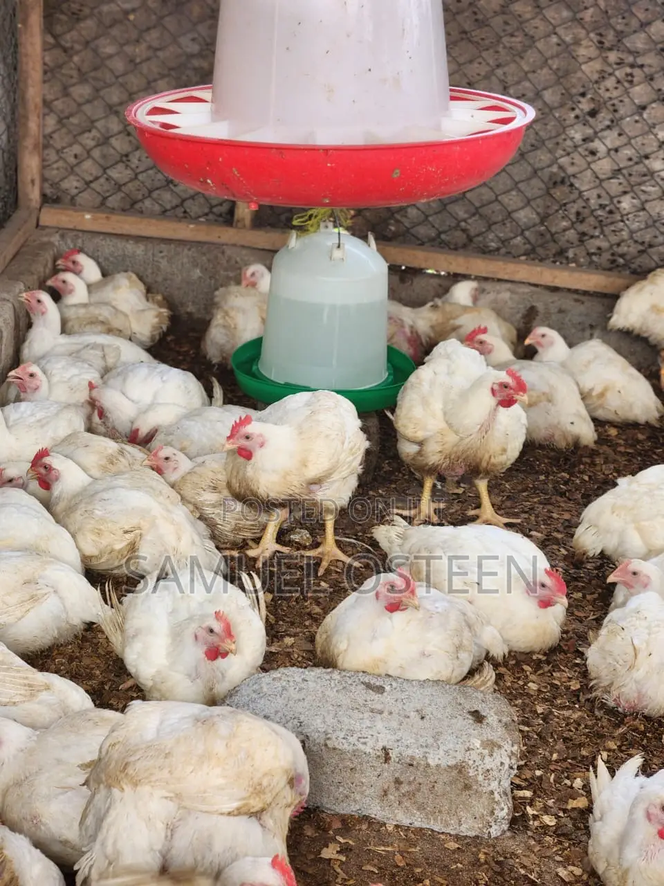 Hubbard Efficiency Plus Broiler (EFF+)