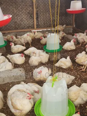Hubbard Efficiency Plus Broiler (EFF+)
