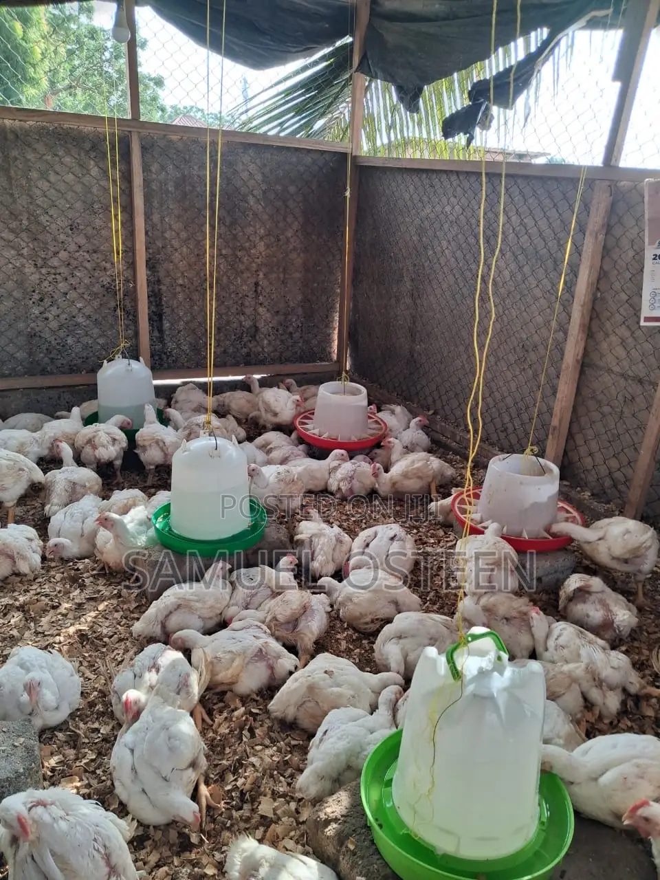 Hubbard Efficiency Plus Broiler (EFF+)