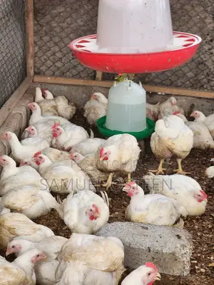 Hubbard Efficiency Plus Broiler (EFF+)