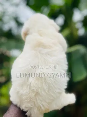 1-3 months Female Purebred Maltese