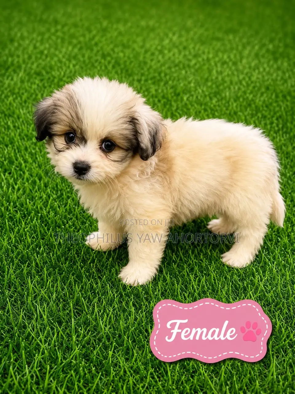 1-3 months Female Purebred Poodle