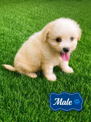 1-3 months Female Purebred Poodle