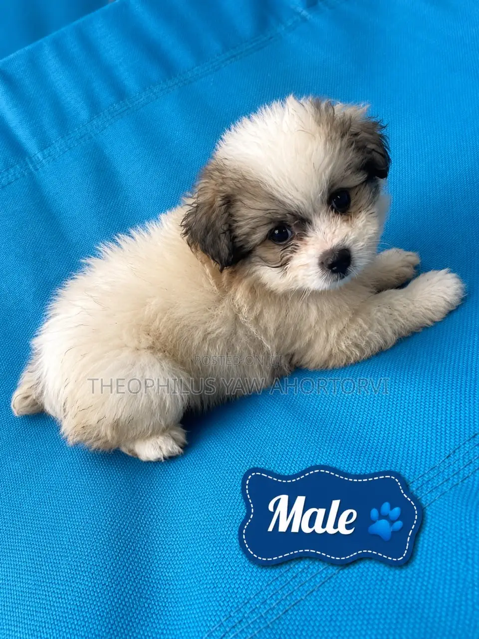 1-3 months Female Purebred Poodle