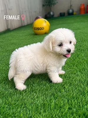 1-3 months Female Purebred Poodle