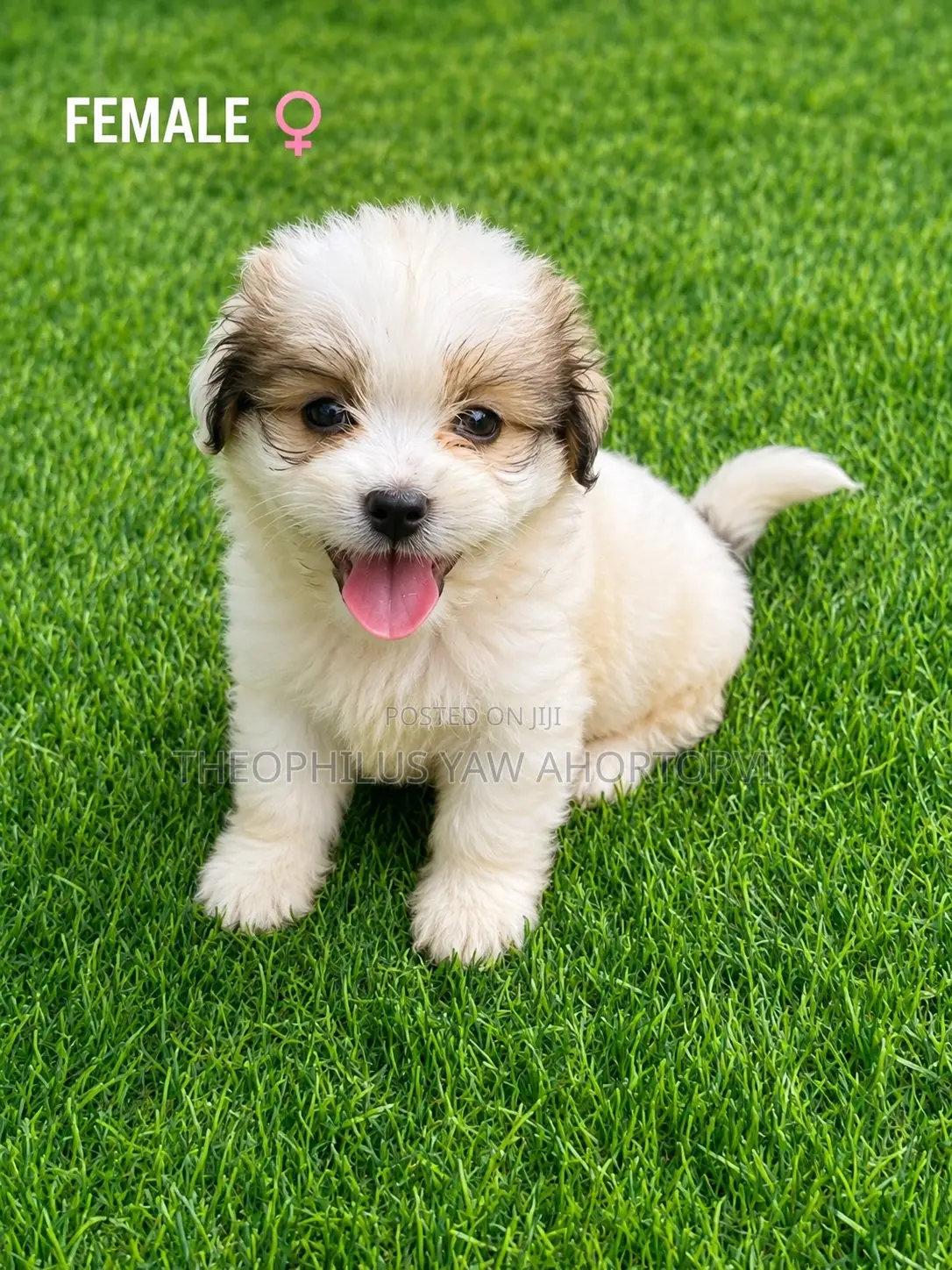 1-3 months Female Purebred Poodle
