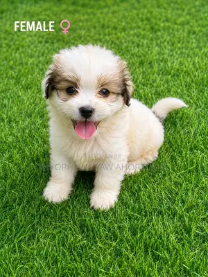 1-3 months Female Purebred Poodle