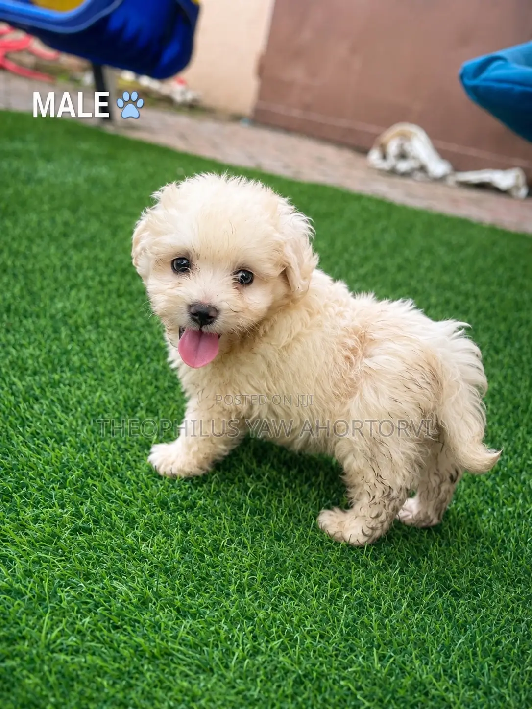 1-3 months Female Purebred Poodle