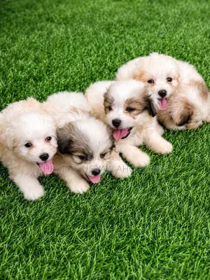 1-3 months Female Purebred Poodle