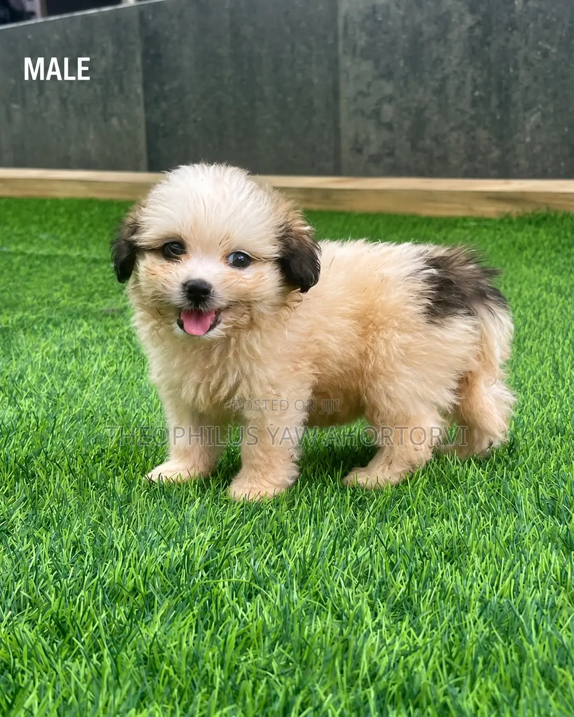 1-3 months Female Purebred Poodle