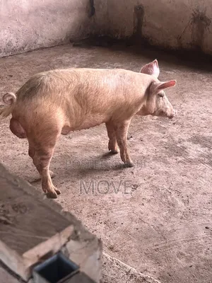 Pigs for Sale
