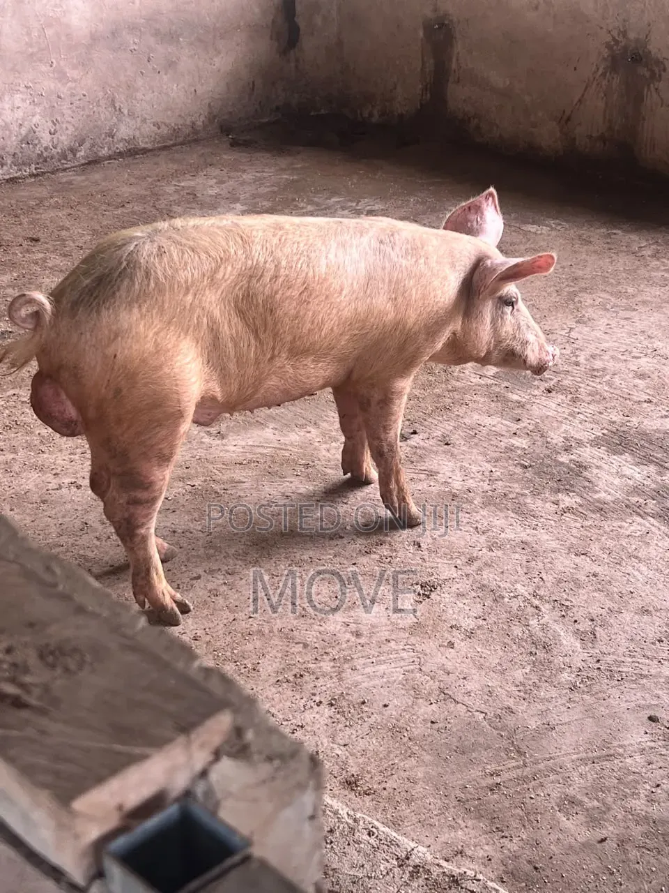 Pigs for Sale